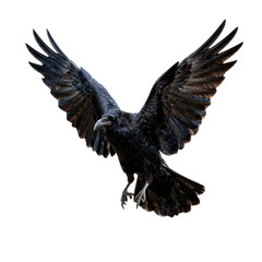 Obraz premium Black raven flying downward with wings spread