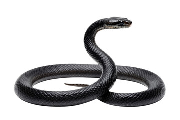 Fototapeta premium Black snake coiled in striking pose.