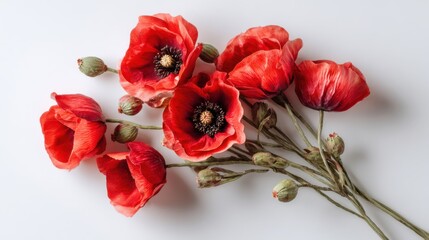 Red Poppy Flowers Bouquet on White Background