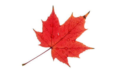 Red maple leaf with water droplets isolated PNG, vibrant autumn foliage on transparent background for seasonal designs and nature-themed projects