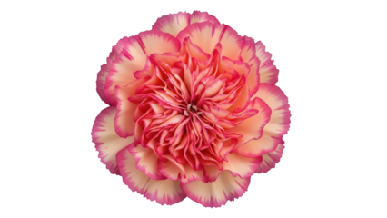 Beautiful pink and peach carnation flower isolated PNG, delicate floral element on transparent background for wedding invitations and graphic design projects