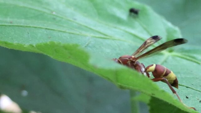 Macro close-up footage of a paper wasp (Polistes species) resting on a green leaf in its natural habitat. The video showcases the insect's detailed body structure, wings, and natural behavior