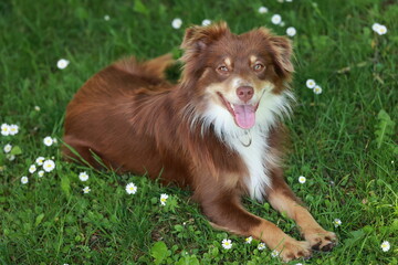 Brown and white dog is laying in a field of daisies