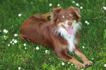 Brown and white dog is laying on the grass in a field of daisies