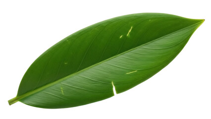 Obraz premium Vibrant green leaf PNG isolated on transparent background, tropical foliage element for design projects and nature themes