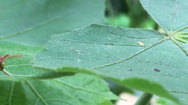 Macro close-up footage of a paper wasp (Polistes species) resting on a green leaf in its natural habitat. The video showcases the insect's detailed body structure, wings, and natural behavior