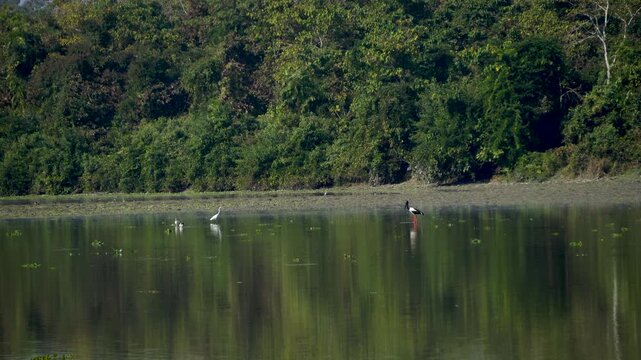Black-Necked Stork walking in the water with other birds at Kaziranga National Park