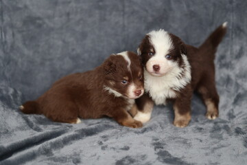 Two puppies are standing next to each other on a grey blanket