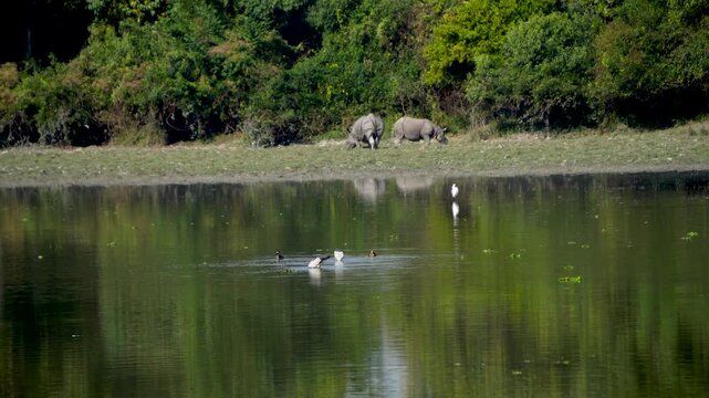 Composite wide shot of Asian Openbill Stork in the water with two one horned Rhinos and an Egret in the background at Kaziranga National Park in Assam