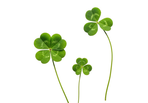 Three green four leaf clover stems with leaves isolated on white background for st patricks day