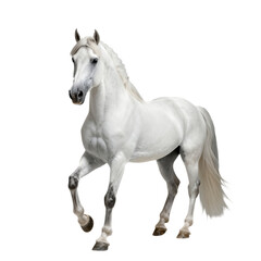 Obraz premium White Horse Walking with Graceful Motion