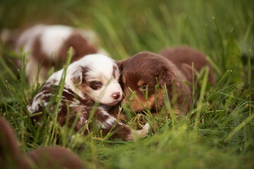 A group of adorable puppies is cuddling together joyfully in a lush green grass field