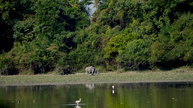 Shot of two Rhinos grazing with bird landing in water at Kaziranga National Park