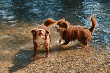 Two dogs are playing in the water