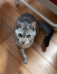 好奇心旺盛な猫の視線　サバトラ猫	