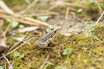 カエルをマクロレンズで撮影