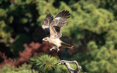 Fototapeta premium 空を飛ぶトビ 