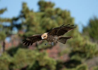 Naklejka premium 空を飛ぶトビ 