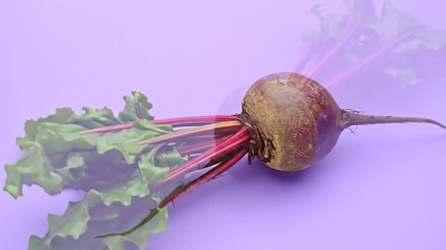 A single beetroot with green leaves and red stems on a purple background