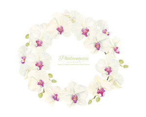 水彩で描いた胡蝶蘭のイラスト