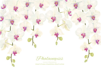 水彩で描いた胡蝶蘭のイラスト