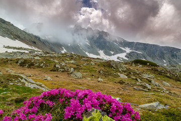 Beautiful alpine scenery, pristine glacier lake, rocks and spring flowers in the Transylvanian Alps in  early summer