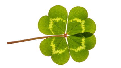 Four-leaf clover with heart-shaped pattern in center on a isolated on a transparent background heart pattern