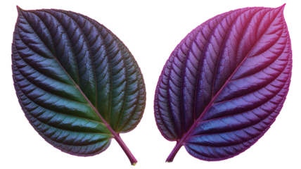 Colorful tropical leaves with vibrant purple and green veins isolated on white background
