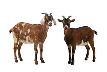Fototapeta premium Two Domestic Goats, One Spotted and One Dark Brown, Isolated on White Background