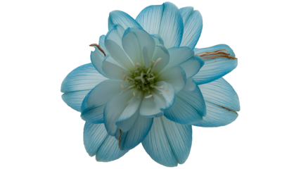 Blue flower blossom with soft petals isolated on white background
