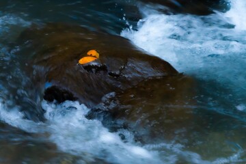晩秋を流れる沢