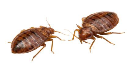 Close up of two common bed bugs isolated on white background