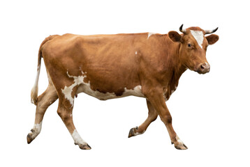 Farm animal, a brown cow with white markings, walking isolated on white background
