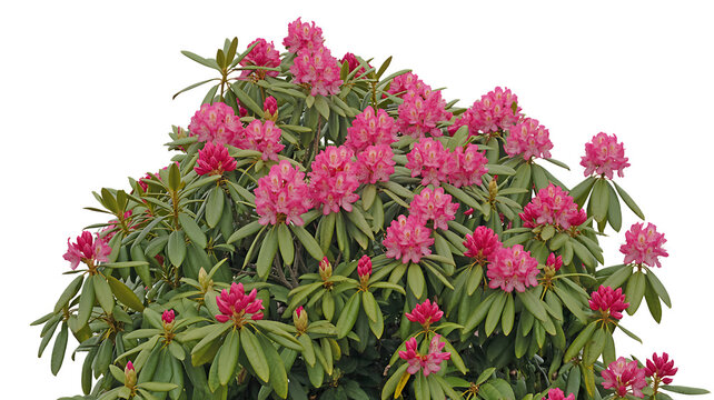 Blooming pink rhododendron bush with green leaves isolated on white background

