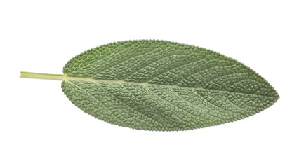 Green sage leaf PNG isolated on transparent background, aromatic herb for culinary use and herbal medicine, fresh and natural ingredient © Cian