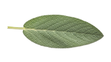 Green sage leaf PNG isolated on transparent background, aromatic herb for culinary use and herbal medicine, fresh and natural ingredient