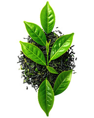 Fresh Green Tea Leaves on Pile of Dried Loose Black Tea