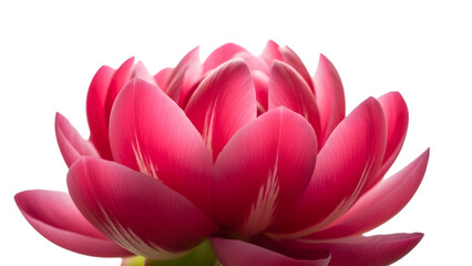 Pink Lotus Flower isolated on a transparent background pink petals green stem close-up
