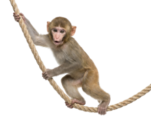 Young monkey climbing rope with curious expression, isolated on white background