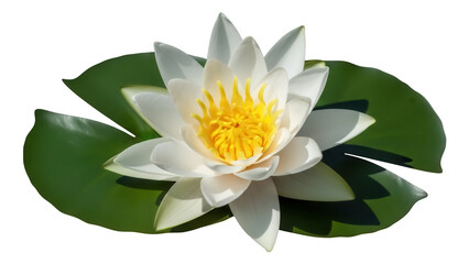 Elegant water lily with yellow center isolated PNG, aquatic flower on transparent background for botanical designs and summer projects
