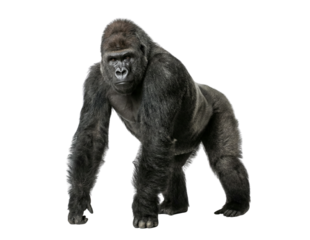 Powerful Adult Gorilla standing on all fours, isolated on a clean white background