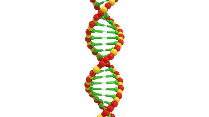 Colorful DNA molecule model isolated PNG, double helix structure with red and yellow spheres connected by green rods on transparent background