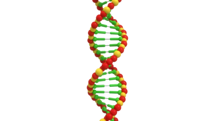 Colorful DNA molecule model isolated PNG, double helix structure with red and yellow spheres connected by green rods on transparent background
