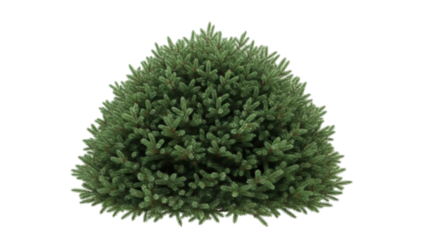 Isolated natural fir bush or shrub on no background, outdoor small coniferous plant