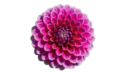 Isolated bright pink dahlia flower close up, nature beauty, flower head with many petals