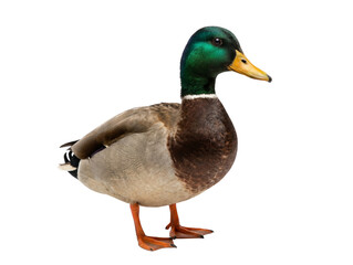 Obraz premium Male Mallard Duck with Green Head and Orange Beak Standing Isolated on White