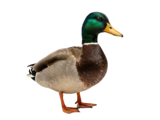 Male Mallard Duck with Green Head and Orange Beak Standing Isolated on White