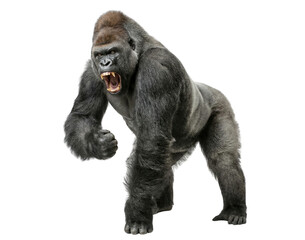 Aggressive Silverback Gorilla Roaring Isolated on White Background