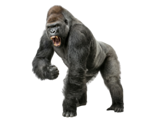 Aggressive Silverback Gorilla Roaring Isolated on White Background