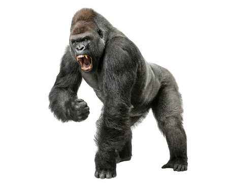 Aggressive Silverback Gorilla Roaring Isolated on White Background